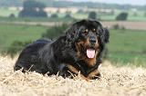 DOGUE DU TIBET 008